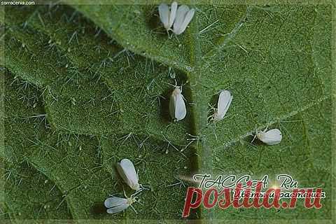 Белокрылка. Методы борьбы в теплице и на комнатных растениях. .