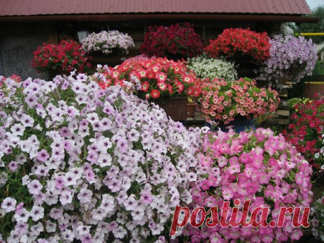 Петунии: 4 шага к хорошей рассаде