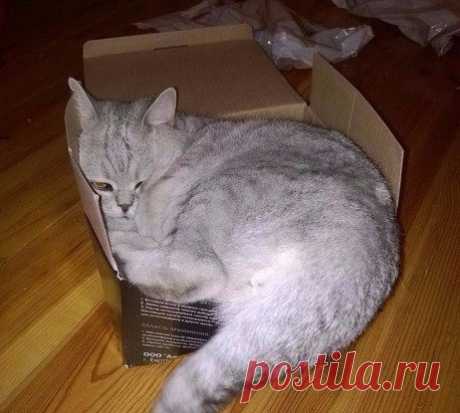 Каждый кот мечтает о своём гнезде