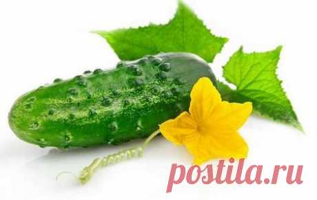 Огурец на английском — Cucumber