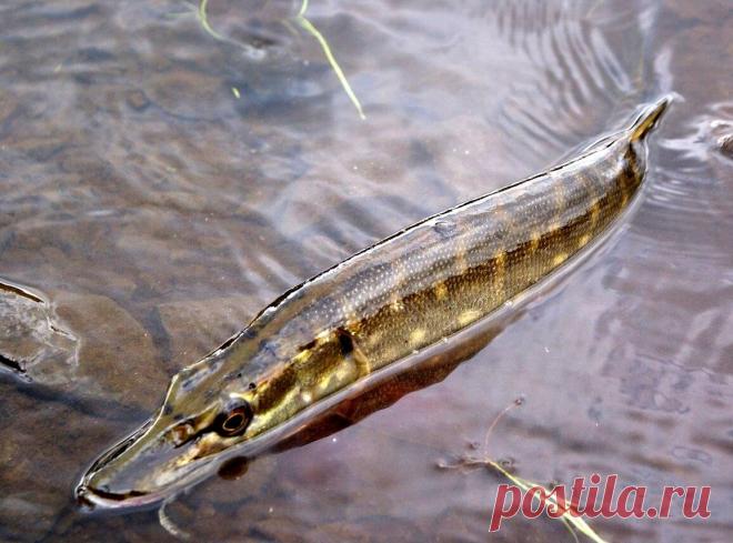 Весенний «жор»: что подскажет природный календарь? | Рыбалка для людей | Яндекс Дзен