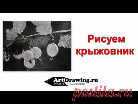 Рисование крыжовника графитным карандашом