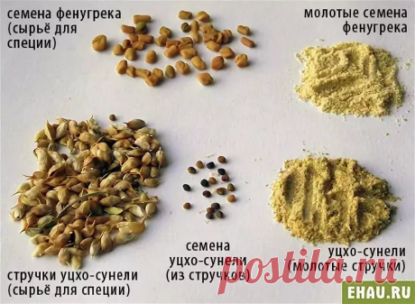 как выглядят семена голубого пажитника: 11 тыс изображений найдено в Яндекс.Картинках