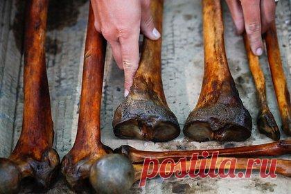 Доказана теория происхождения человека из древних микроорганизмов. Сотрудники Университета Умео доказала, что фермент в клетках человека, вероятно, произошел от древнего микроорганизма. В новом исследовании удалось зафиксировать следы археи odinarchaeota в человеческом клеточном ферменте AK6, ответственном за энергетический метаболизм, стабилизацию генома.