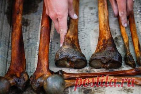 Доказана теория происхождения человека из древних микроорганизмов. Сотрудники Университета Умео доказала, что фермент в клетках человека, вероятно, произошел от древнего микроорганизма. В новом исследовании удалось зафиксировать следы археи odinarchaeota в человеческом клеточном ферменте AK6, ответственном за энергетический метаболизм, стабилизацию генома.