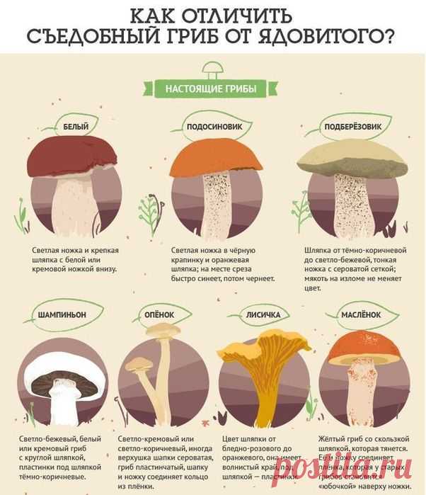 Советы грибнику