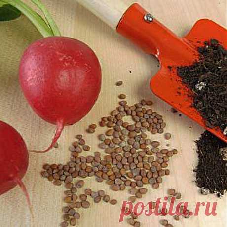 Усадьба | Огородник : Выращивание редиса: ускоренный метод