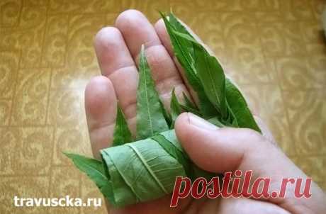 Копорский чай - приготовление в домашних условиях