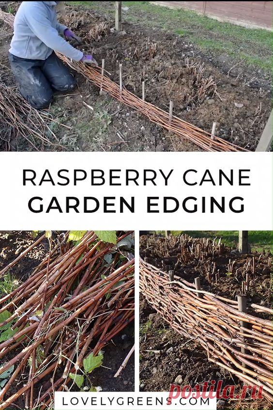 Use pruned raspberry canes to create attractive woven garden edging. This easy project is great for the vegetable garden or for decorative borders and can last for several years. A great way to…