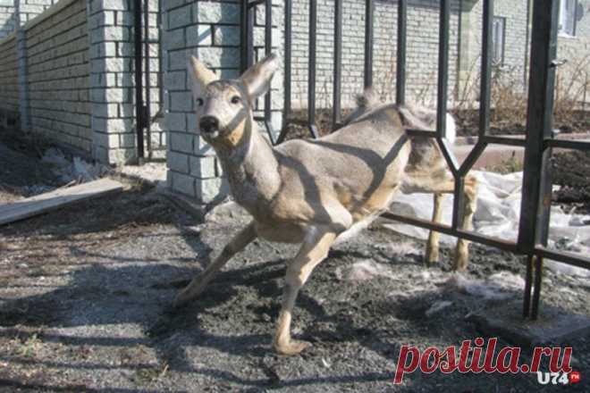 «У меня в заборе застряла… косуля». Операция по освобождению | Новости Миасса, Златоуста и Чебаркуля - Сайт U74.ru