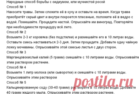 Народные способ борьбы с оидиумом, или мучнистой росой