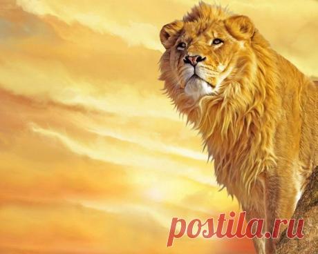 Фото Без названия. Альбом ЦАРЬ ЗВЕРЕЙ - 50 фото. Фотографии ⊰✿⊱ ОЛЬГА ⊰✿⊱.