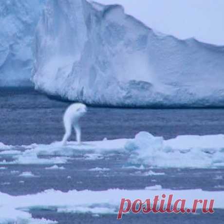 Японские исследователи засняли в Антарктике загадочного гигантского гуманоида Нинген (видео и фото)