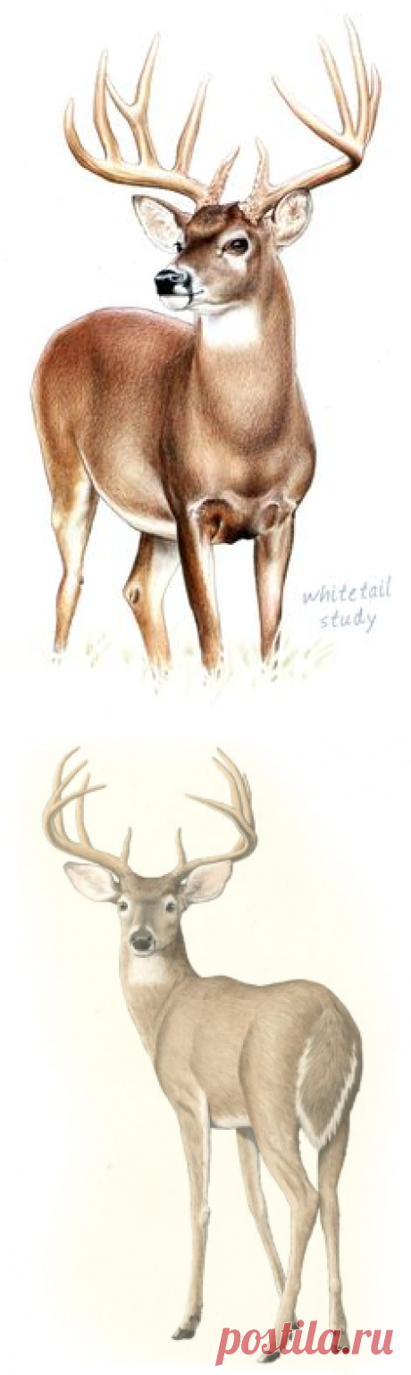 (16) Pinterest