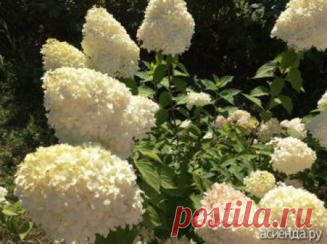 На тему гортензий... Собрала информацию в одно место!: Дневник пользователя Градислава