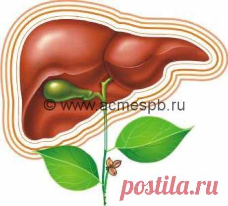 для восстановления печениНовости здоровья
