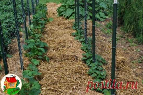 🎍Выбираем идеальную мульчу для огорода 🎍
Результат выращивания растений на замульчированных грядках обычно сразу бросается в глаза. Овощные и листовые культуры демонстрируют лучший рост, раньше входят в стадию плодоношения и радуют большей листовой массой. Чтобы оценить, насколько мульча влияет на рост и развитие растений, достаточно самому провести эксперимент, оставив часть посадок «как обычно», а часть замульчировать. Тогда за один сезон можно будет на практике убедиться, в чем польза мульч