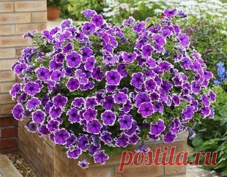 Прищипываем петунию правильно 

В последнее время стало очень модно украшать приусадебные клумбы красочными цветами, которые радуют прекрасными соцветиями на протяжении всего лета. К таким вот растениям относится и петуния, а множество ее сортов позволяет цветоводам экспериментировать и создавать интересные композиции. 

Необходимо отметить, что этот цветок чрезвычайно прихотлив, его сложно вырастить из семян, но даже когда удастся получить красивую рассаду, то это еще сов...