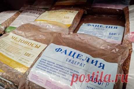 Что сажать в теплице после уборки урожая: решение для продвинутых дачников. Многие сидераты обладают фитосанитарными свойствами.
