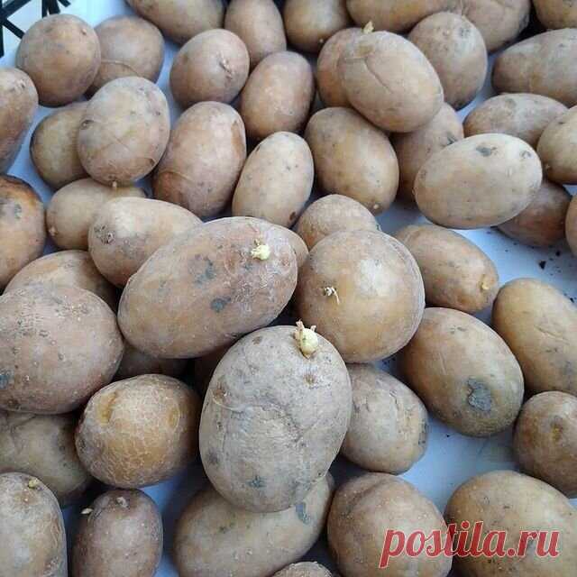 Обеззараживаю картофель перед посадкой 20-рублевым аптечным средством, и никакая «химия» не нужна | посуДАЧИм об огороде | Яндекс Дзен