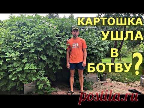 Почему у КАРТОШКИ ГИГАНТСКАЯ ботва?