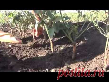Как прививать (окулировать) розы. Grafting roses.