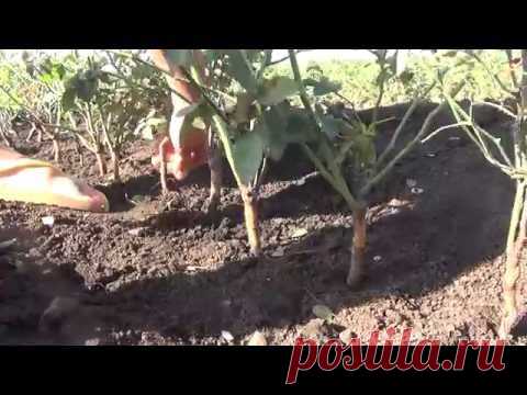 Как прививать (окулировать) розы. Grafting roses.