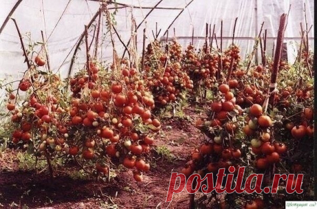 Советы по выращиванию большого урожая томатов