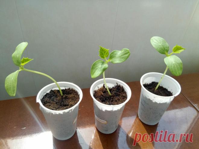 За какое время до высадки на постоянное место стоит сажать огурцы на рассаду, чтобы они не вытянулись | Летний досуг | Яндекс Дзен