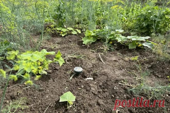 Зачем нужно делать «горячие» грядки осенью: какой процесс согреет корни растений весной без удобрений. Создание «горячих» грядок в сентябре-октябре — это инвестиция в ранний и мощный старт растений следующей весной.
