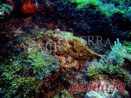 divingmexico21.jpg (721×540)