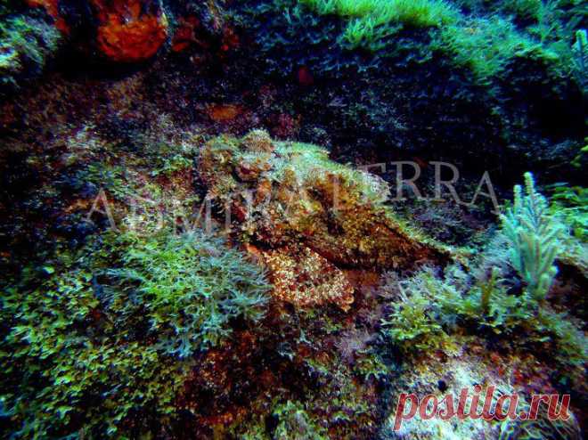 divingmexico21.jpg (721×540)