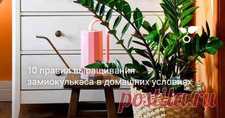 10 правил выращивания замиокулькаса в домашних условиях «Меньше — всегда лучше» — кредо осторожной заботы о замиокулькасе. А если помнить о 10 главных правилах выращивания этого особенного растения, сложностей не возникнет.