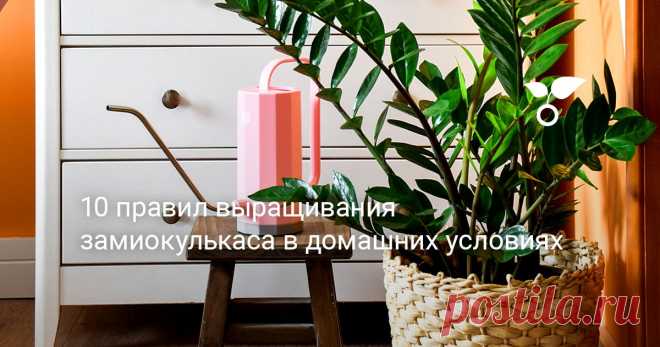 10 правил выращивания замиокулькаса в домашних условиях «Меньше — всегда лучше» — кредо осторожной заботы о замиокулькасе. А если помнить о 10 главных правилах выращивания этого особенного растения, сложностей не возникнет.