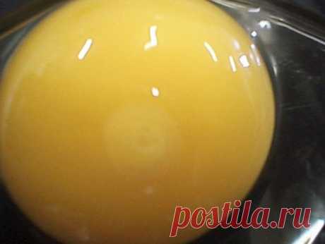 Как развивается цыпленок в яйце / Научный хит