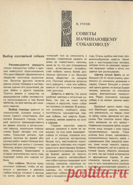 воспитание щенков / Богатая добыча