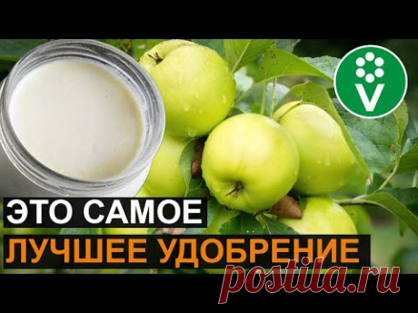 От ЭТОЙ подкормки яблони будут ломиться от урожая! Подкормка яблони дрожжами