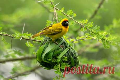 Masked Golden Weaver Lake Manyara National Park, Tanzania on the Great Migration Photography Tour