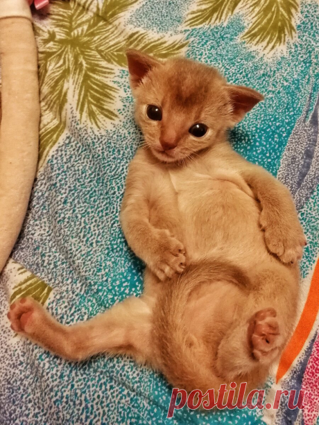 Уже несколько лет я фоткаю смешные и необычные выражения морды моего кота и его весёлые позы. Вы точно улыбнетесь | Блог мобильного фотографа | Яндекс Дзен