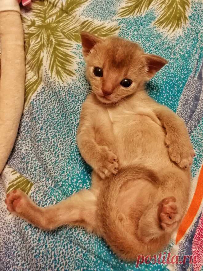 Уже несколько лет я фоткаю смешные и необычные выражения морды моего кота и его весёлые позы. Вы точно улыбнетесь | Блог мобильного фотографа | Яндекс Дзен