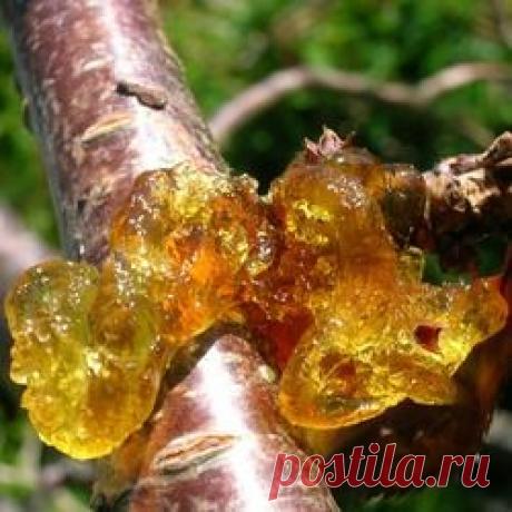 Камедетечение косточковых пород - камедетечение, гоммоз