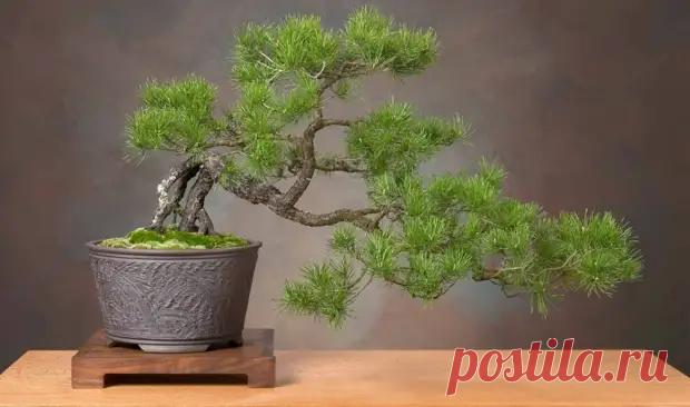 (3) Фен-шуй для привлечения энергии здоровья - Советы Народной Мудрости - 6 февраля - 43343563352 - Медиаплатформа МирТесен