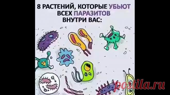 Запись на стене ✅8 растений, которые уничтожат паразитов внутри вас 🦠