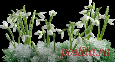 Плейкаст «8_Марта!!!___Дарите женщинам цветы !!!»