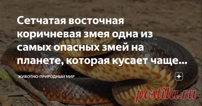 Сетчатая восточная коричневая змея одна из самых опасных змей на планете, которая кусает чаще, чем другие её сородичи Здравствуйте. В Австралии обитают около 50 видов ядовитых змей, некоторые из них имеют в арсенале очень опасный для жизни человека яд, а некоторые нет.
Сегодня мы вам расскажем о змее, которая в Австралии наводит страх на местное население, так как кусает больше всех змей вместе взятых.
Сетчатая восточная коричневая змея
Фото взято из открытого источника