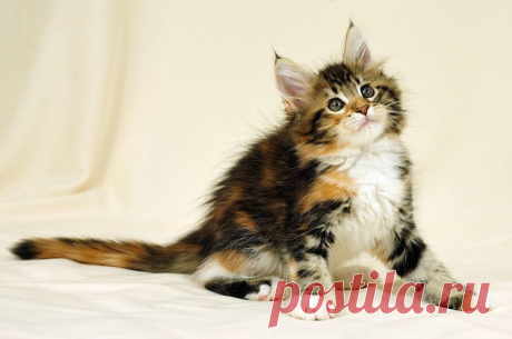 Коты породы мейн-кун