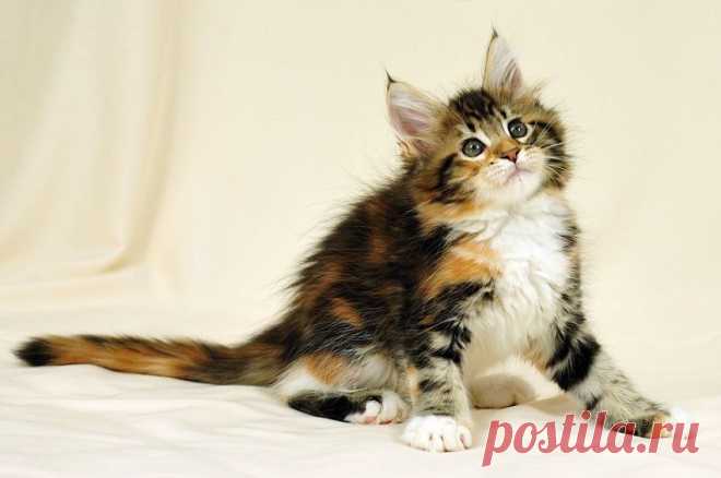 Коты породы мейн-кун