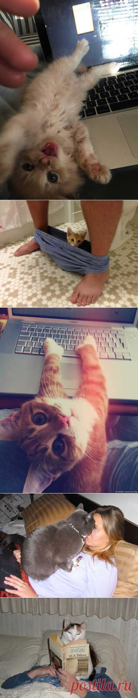 Умилительная подборка: кошки, которые в упор не замечают ваше личное пространство