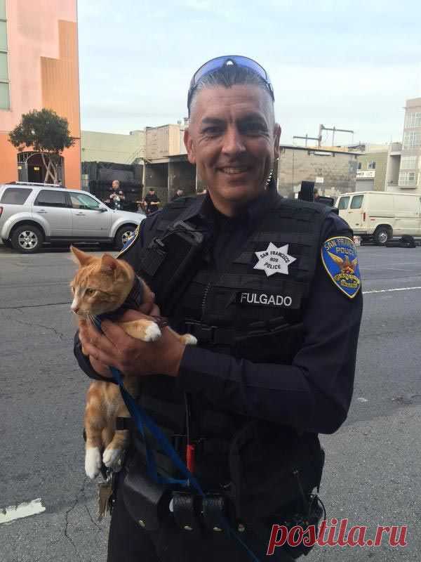 Полиция задержала преступника-самоуийцу при помощи кота