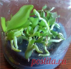 Как быстро вырастить из семян цветок Орхидею в домашних условиях. Подскажем в статье!